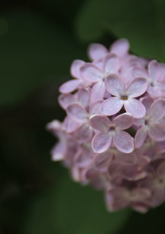 The Smell of Lilac