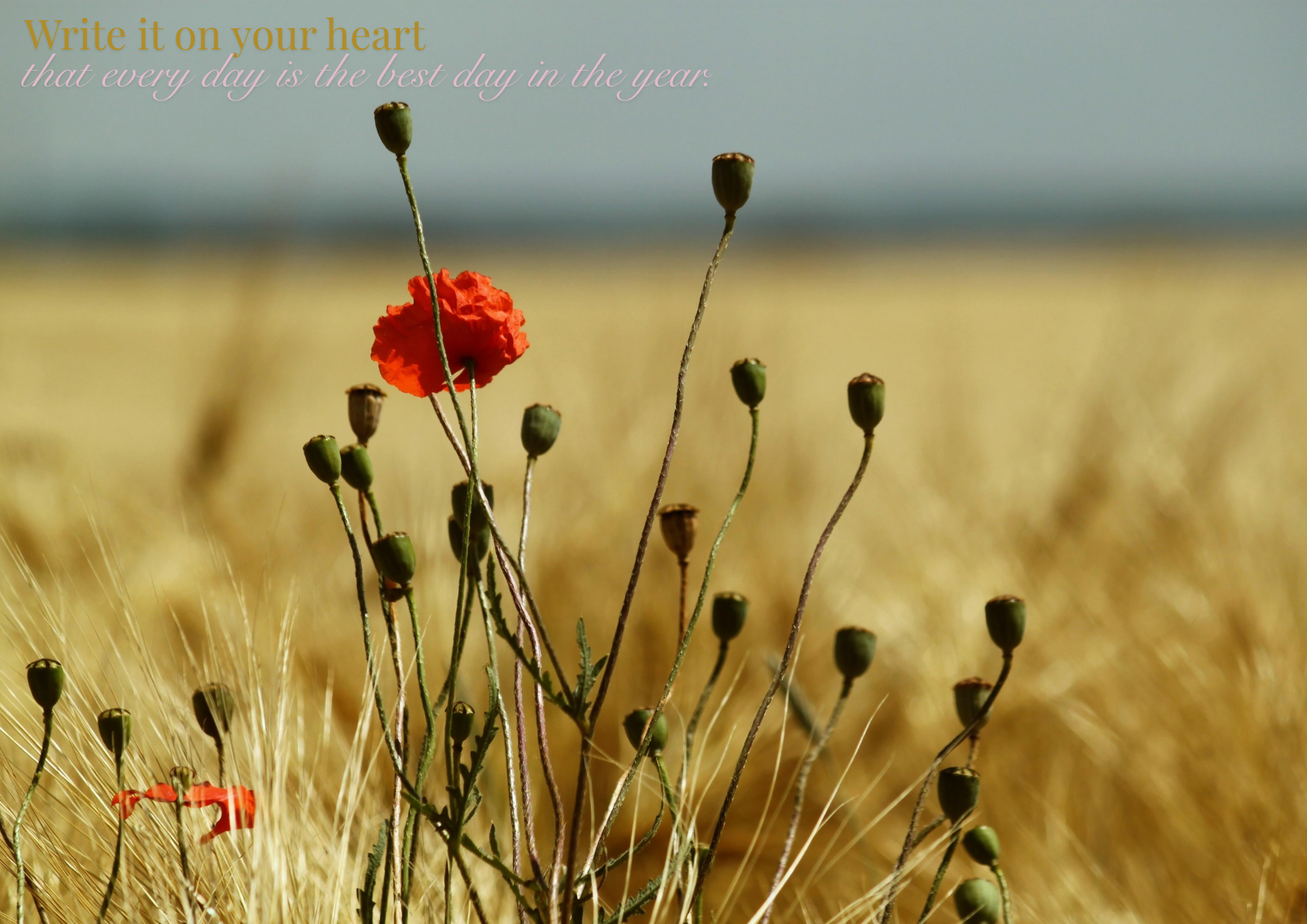 Write it on your heart that every day is the best day in the year