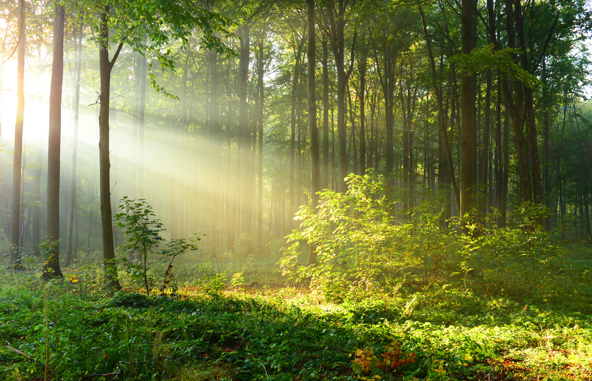 Komorebi (木漏れ日): The Japanese Word That Teaches Us to Notice Life's Quiet Beauty
